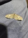 Eupithecia abbreviata