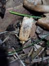Conistra rubiginea