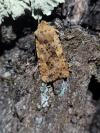 Conistra rubiginea