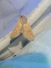 Orthosia miniosa