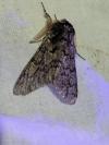 Biston strataria
