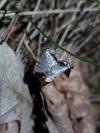 Eupithecia abbreviata