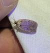 Agonopterix ciliella/heracliana