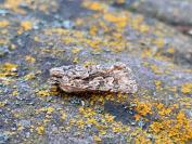 Xylocampa areola