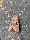 Orthosia gothica