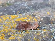 Orthosia incerta