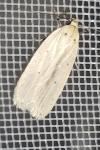 Agonopterix pallorella