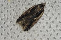 Acleris umbrana