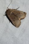 Conistra erythrocephala