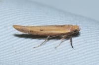 Zelleria hepariella