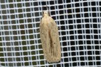 Agonopterix pallorella