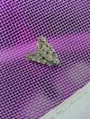 Nola cicatricalis