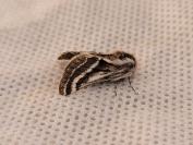 Lycia zonaria