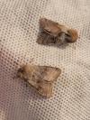 Orthosia opima