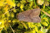 Orthosia populeti