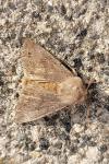 Orthosia populeti