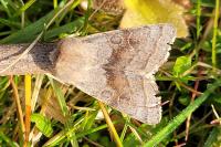 Orthosia opima
