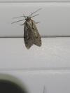 Semioscopis avellanella