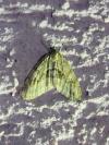 Trichopteryx polycommata
