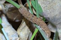 Noctua fimbriata