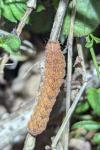 Noctua fimbriata