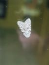 Nola cicatricalis