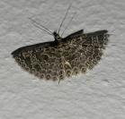 Alucita hexadactyla