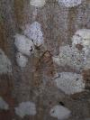 Alsophila aescularia