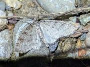 Trichopteryx carpinata
