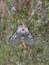 Achlya flavicornis