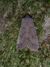 Orthosia populeti
