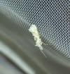 Ypsolopha asperella