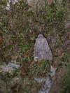 Orthosia populeti