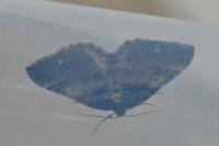 Earophila badiata