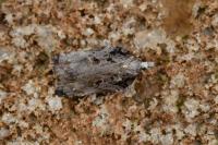 Acleris cristana