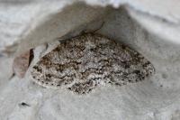 Ectropis crepuscularia