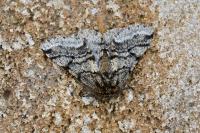 Lycia hirtaria