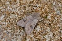 Orthosia cruda
