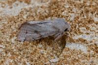 Orthosia incerta