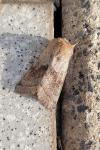 Orthosia opima