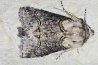 Abrostola asclepiadis