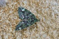 Chloroclysta siterata