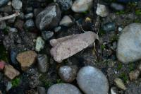 Orthosia cruda