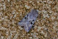 Orthosia gothica