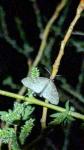 Trichopteryx carpinata