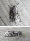 Xylocampa areola