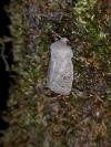 Orthosia populeti