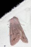 Orthosia populeti