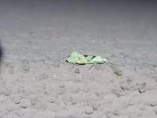 Ypsolopha asperella