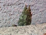 Peridea anceps